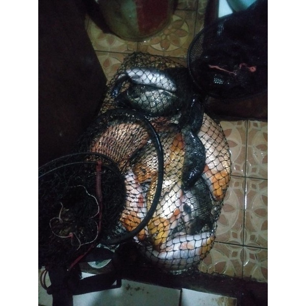 ESSEN IKAN MAS UMPAN MANCING GALAPUNG PANCING GALATAMA JEDUD PANCING