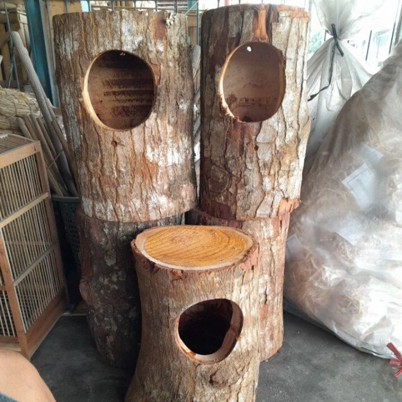 glodok burung murai cucak ijo/tempat bertelur burung murai/sarang murai glodok cuy