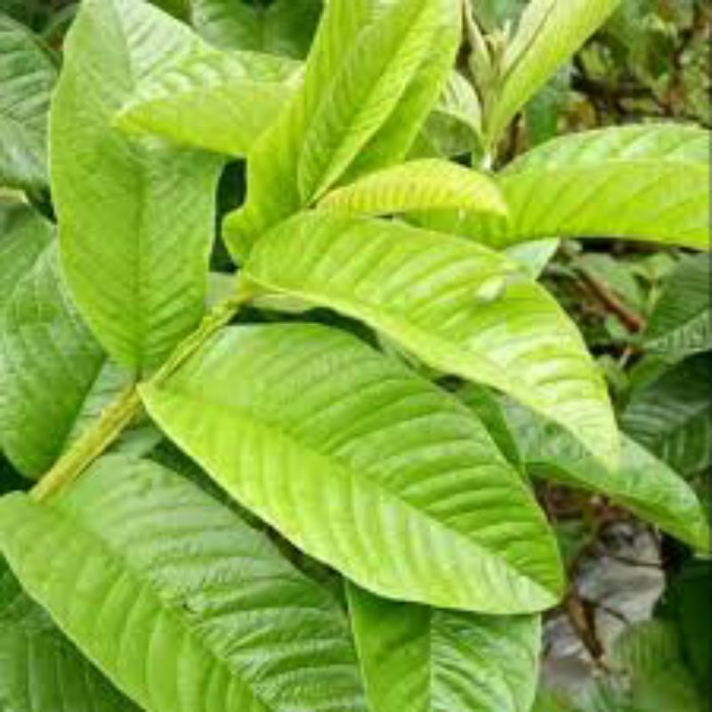 

daun jambu biji segar 500g