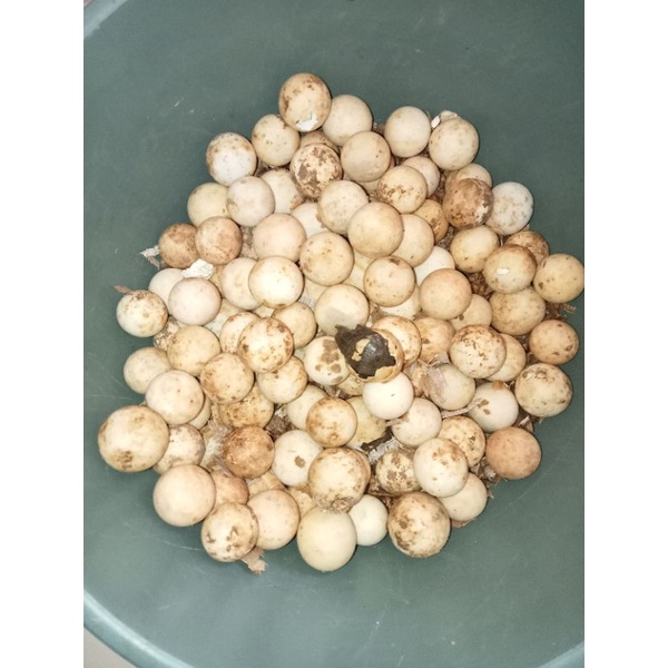 telur bulus siap Netas