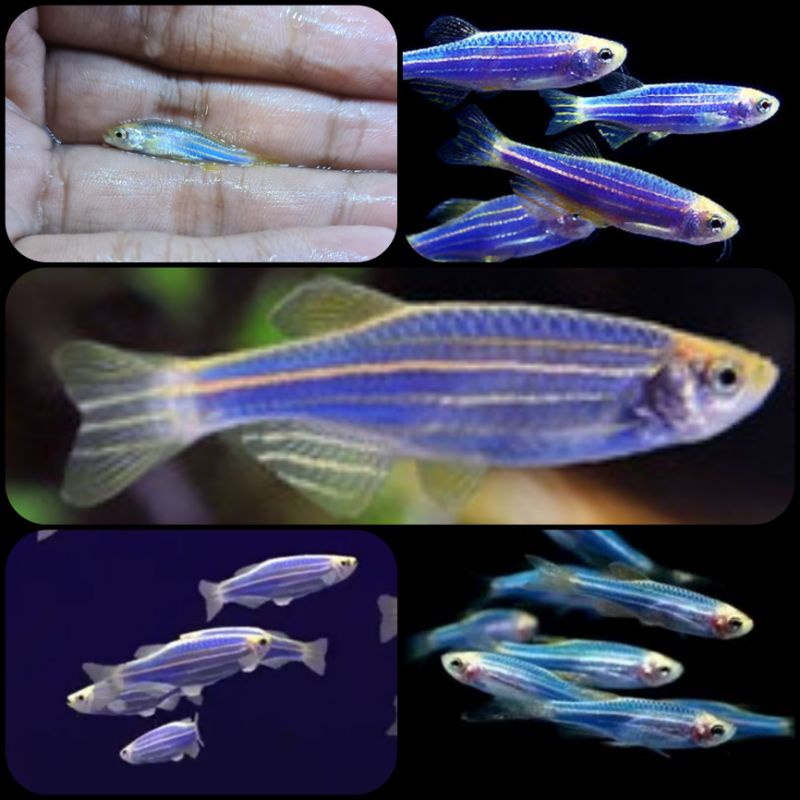ikan blue danio zebra untuk aquarium dan aquascape