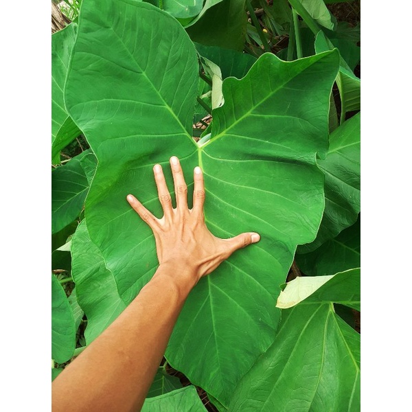 

Daun Talas/Lompong
