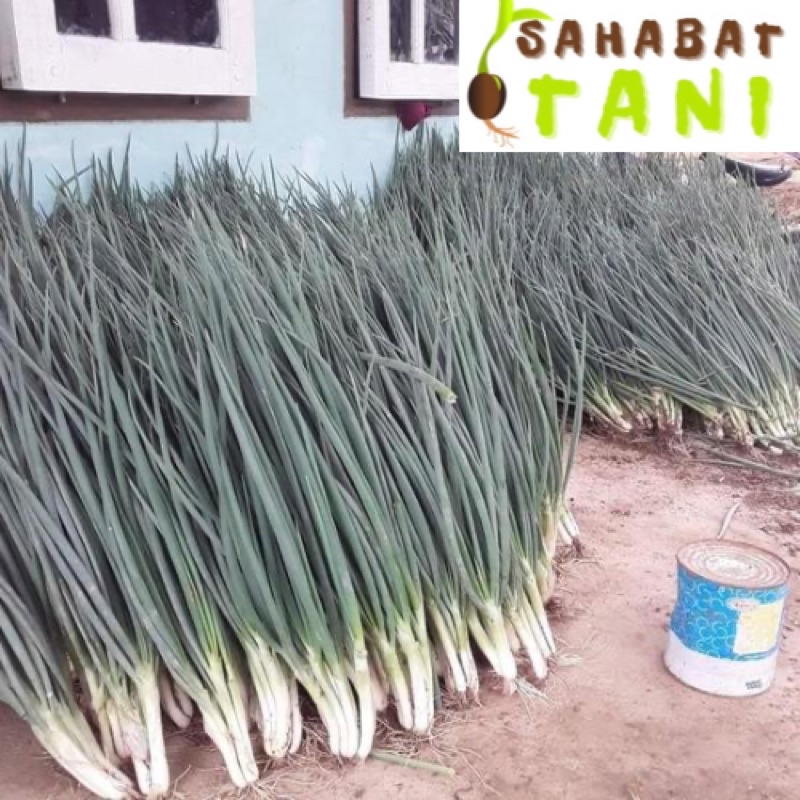 Benih Bawang Daun Fragrant F1 Repack 100 Biji