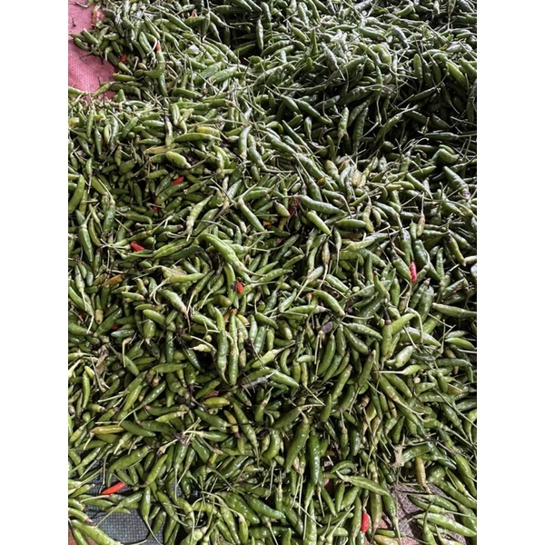 

Cabe Rawit ijo