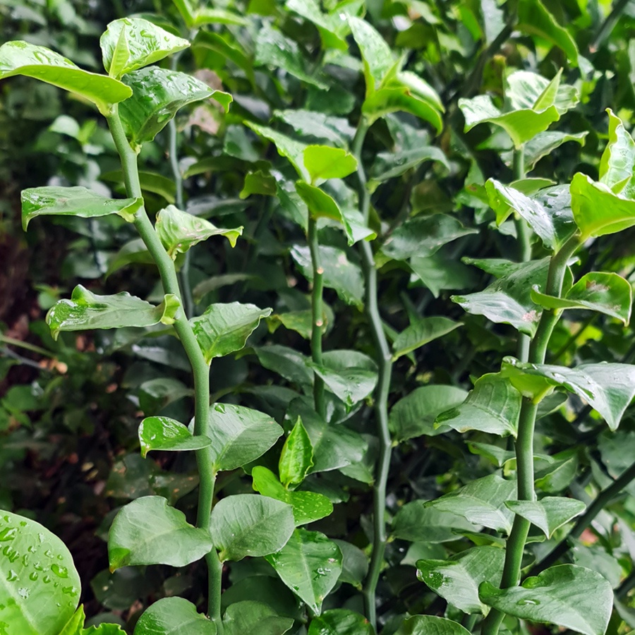 Zig Zag Zigzag Plant Patah Tulang Euphorbia Tirucalli Pedilantus Tithymaloides Tanaman Hias 2030