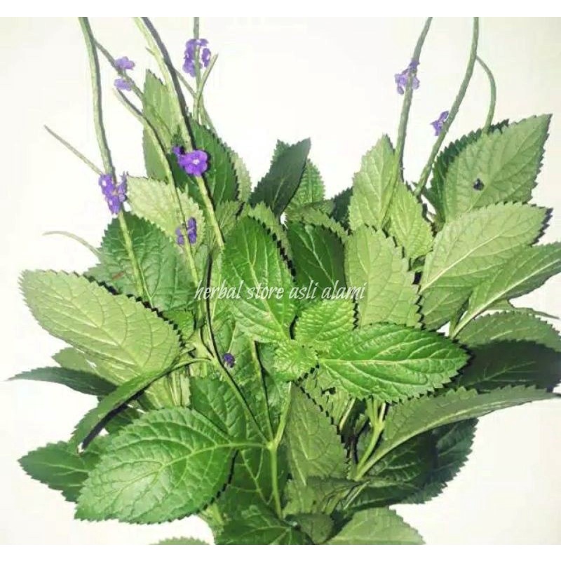 

daun pecut kuda atau daun jarong segar