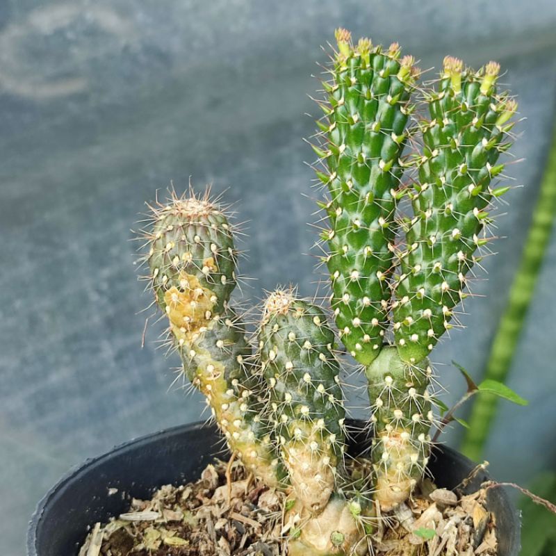 Cylindriopuntia Fulgida Ownroot