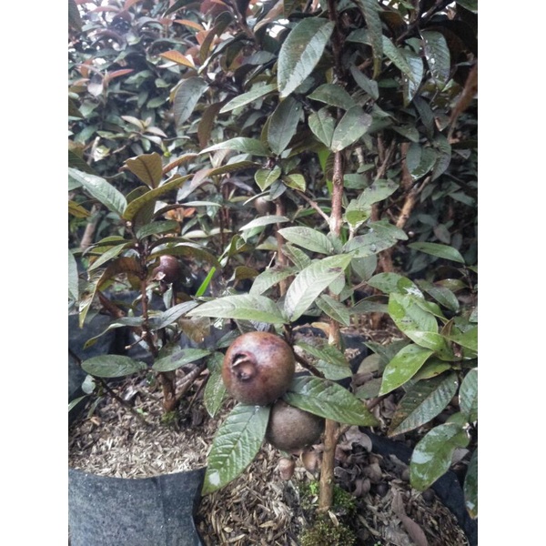 Tanaman buah Jambu Kerikil Merah / Jambu manggis