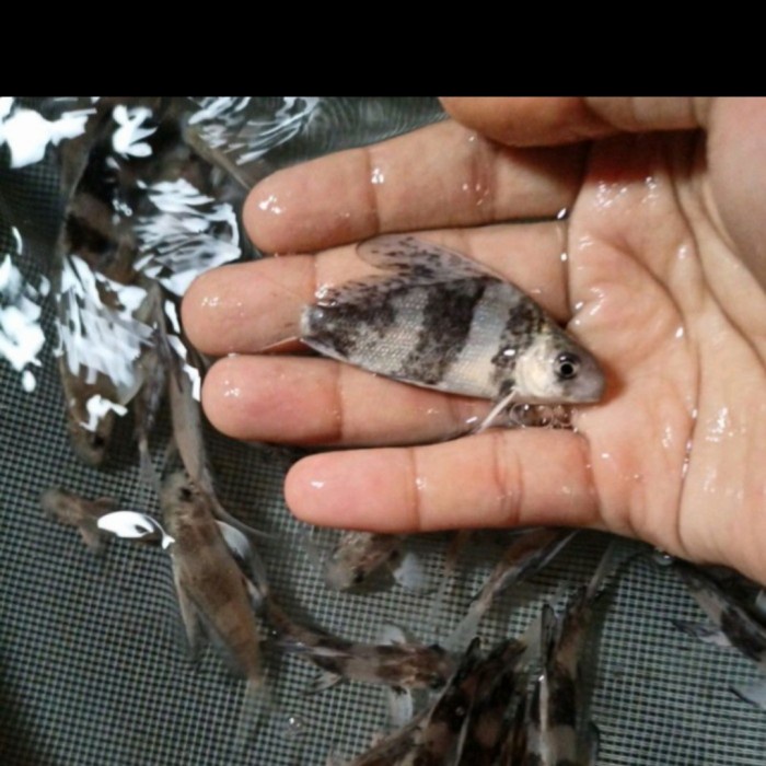 Fin Ikan Chf Chinese High Fin 7Cm