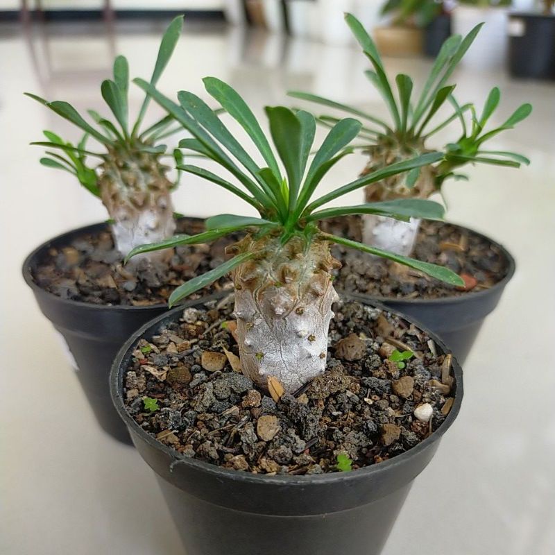 Jual Euphorbia Japonica Real Pict Shopee Indonesia