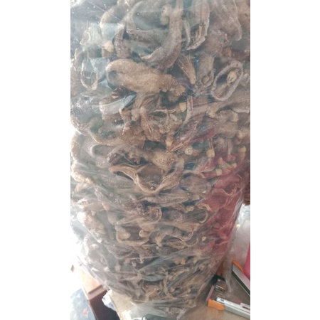 

Teripang / Terong laut /Terung