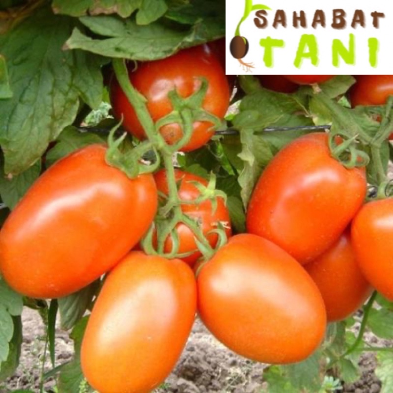 Benih Tomat Buah Kani F1 Repack 20 Biji Buah Lebat