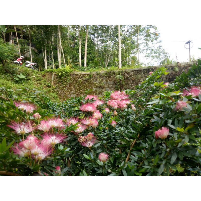 Kaliandra ungu pink Kaliandra sulimaraja uk50-60 sangat bagus untuk tanaman hias dan juga vegetasi l