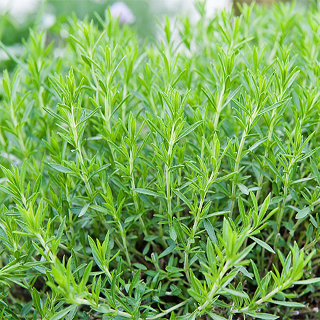 Benih Seribuan - 20 Bibit Herb Tarragon Russian Tanaman Herbal Unggul