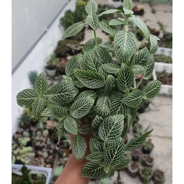 Tanaman Fittonia Putih Rimbun / White fittonia