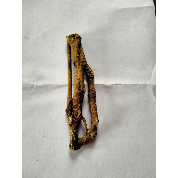 Akar Mimang Super Unik Akar Asli Dari Hutan