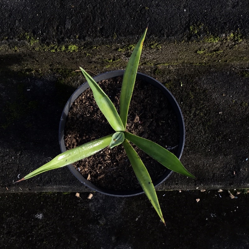 Tanaman Agave Sisalana Ukuran Kecil