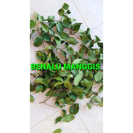 

DAUN BENALU MANGGIS KERING 1000 GRAM