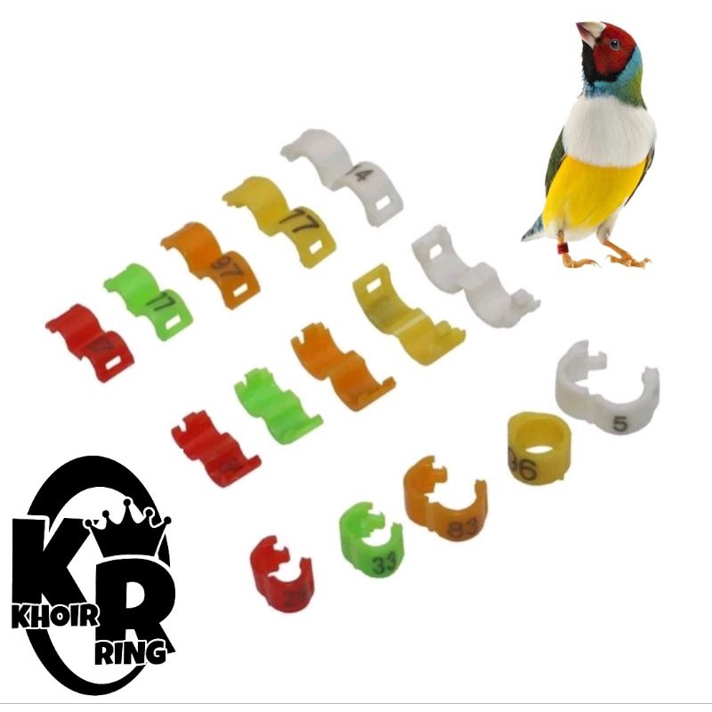 RING KENARI PLECI MURAI KACER BURUNG KICAU