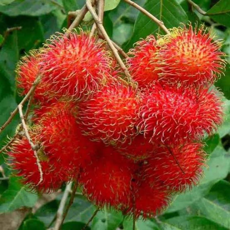 PUPUK BOOSTER PELEBAT BUAH RAMBUTAN