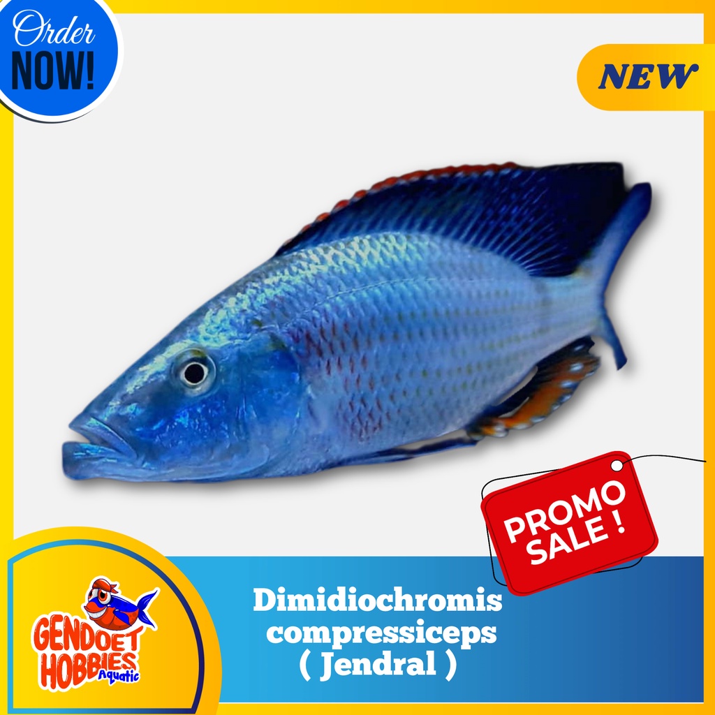 Cichlid Jendral murah warna