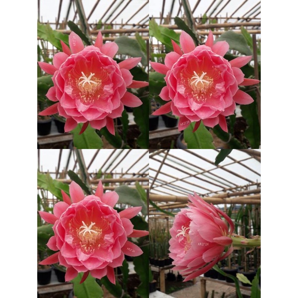 Promo Wijaya Kusuma Hibrid Hibrid ID INCREDIBLE