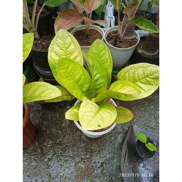 anthurium jemani golden ( ukuran besar ) induk