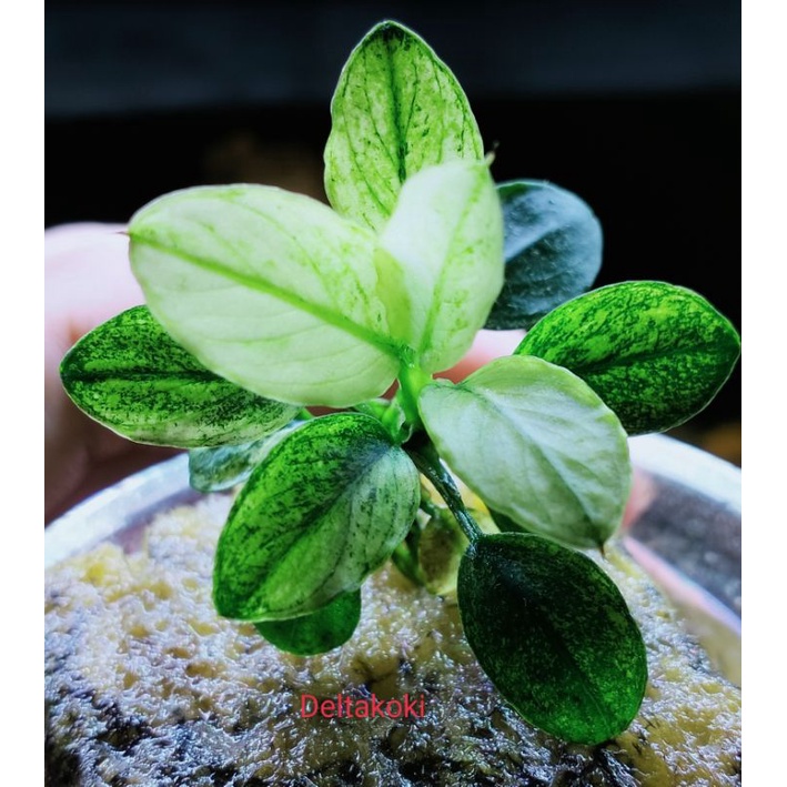 Anubias Panda White | Tanaman hias aquascape