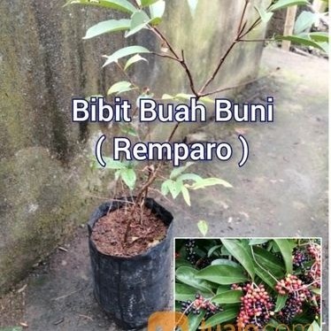 Bibit Buah Buni - Tanaman Buah Langka Nusantara
