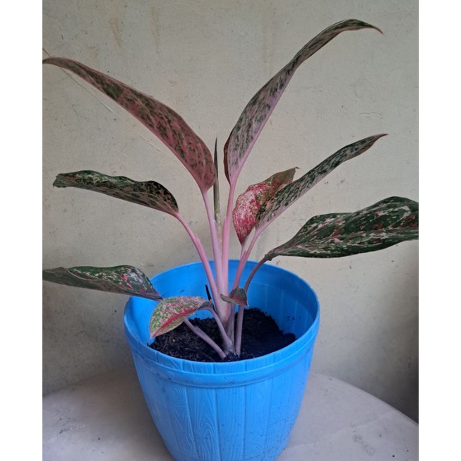 Aglonema Coconut Delight Dewasa