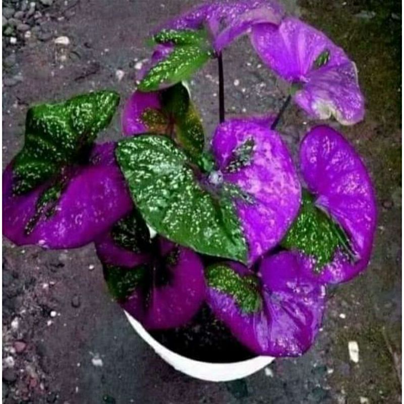 PROMO ngabisin stok CALADIUM ( BONGGOL ) CALADIUM IMPORT/THAILAND/