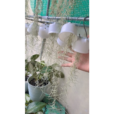 tanaman spanish moss jenggot Musa tillandsia