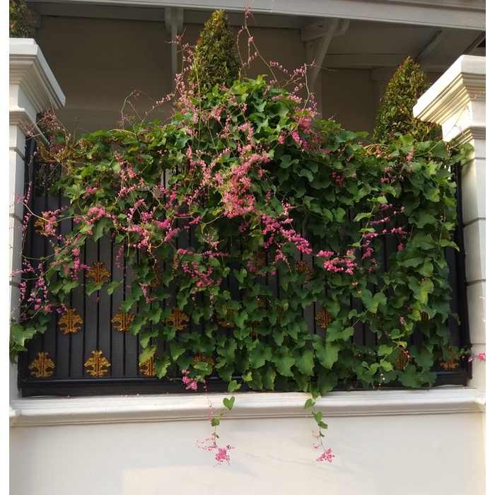 Benih Tanaman Air Mata Pengantin