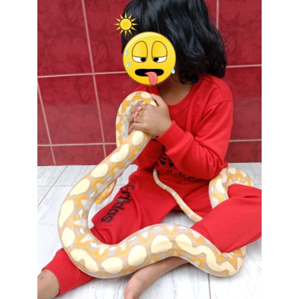 Retic albino purple betina murah