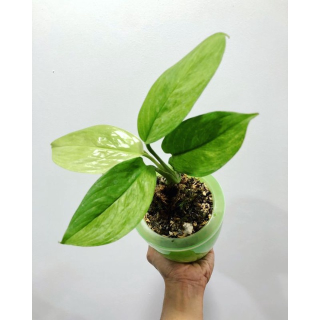 Tanaman Hias Scindapsus Perakensis variegata / skindapsus prakensis varigata / scindapsus frakenstei