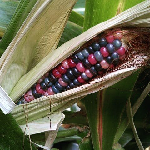 Benih Biji GLASS GEM CORN-JAGUNG WARNA WARNI-PERMATA