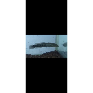 Green Marulius Kaltara