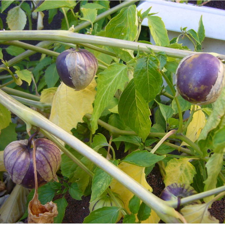 Benih Seribuan - 3 Bibit Buah Ciplukan Ungu Jumbo Unggul