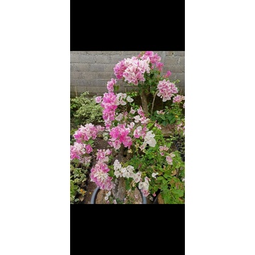 Bougenvile Ice cream sakura rimbun