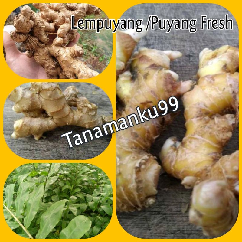 

1 Kg Lempuyang / Puyang Fresh