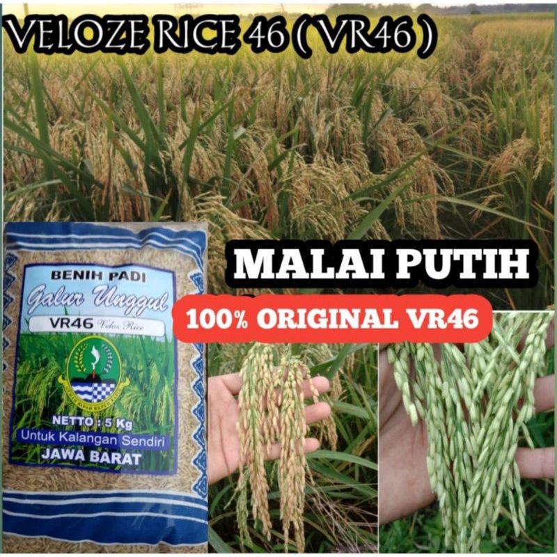 Benih bibit padi VR46 ( Velloz Rice)  kemasan 5kg