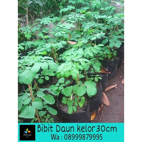 [Bibit] Pohon Kelor Bibit Kelor Tanaman Kelor Daun Kelor