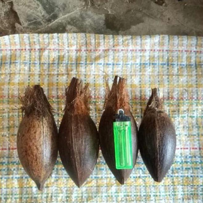 Terlaris Bibit / Bahan Bonsai Kelapa Mini / Minion super Termurah