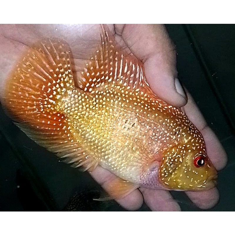 pakan ikan louhan. ikan louhan gb