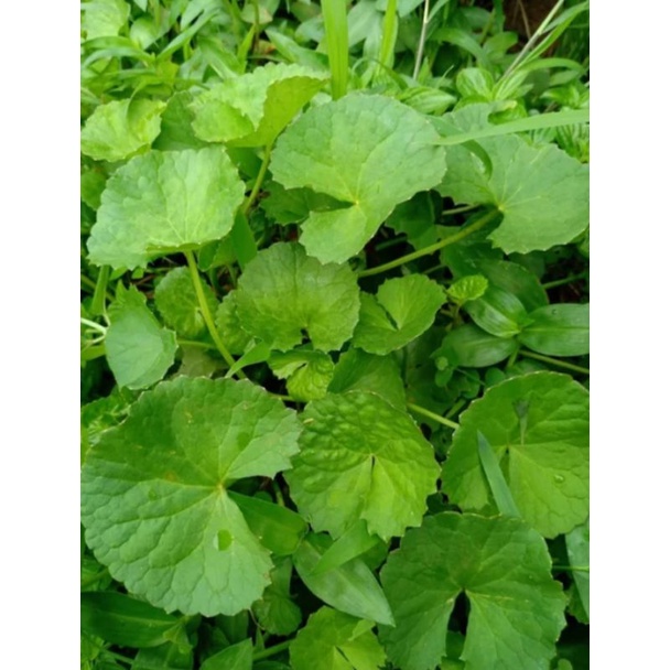 

DAUN ANTANAN || DAUN PEGAGAN HERBAL SEGAR (100gram)