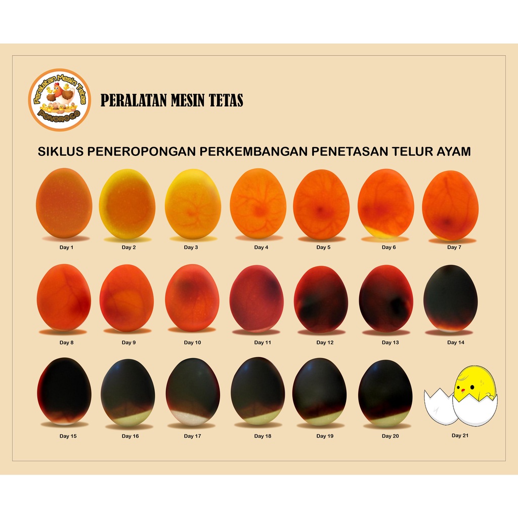 NUSANTARA INCUBATOR Mesin Tetas Telur Full Otomatis Kap.21 Rak Spinner Penetas Telur Otomatis