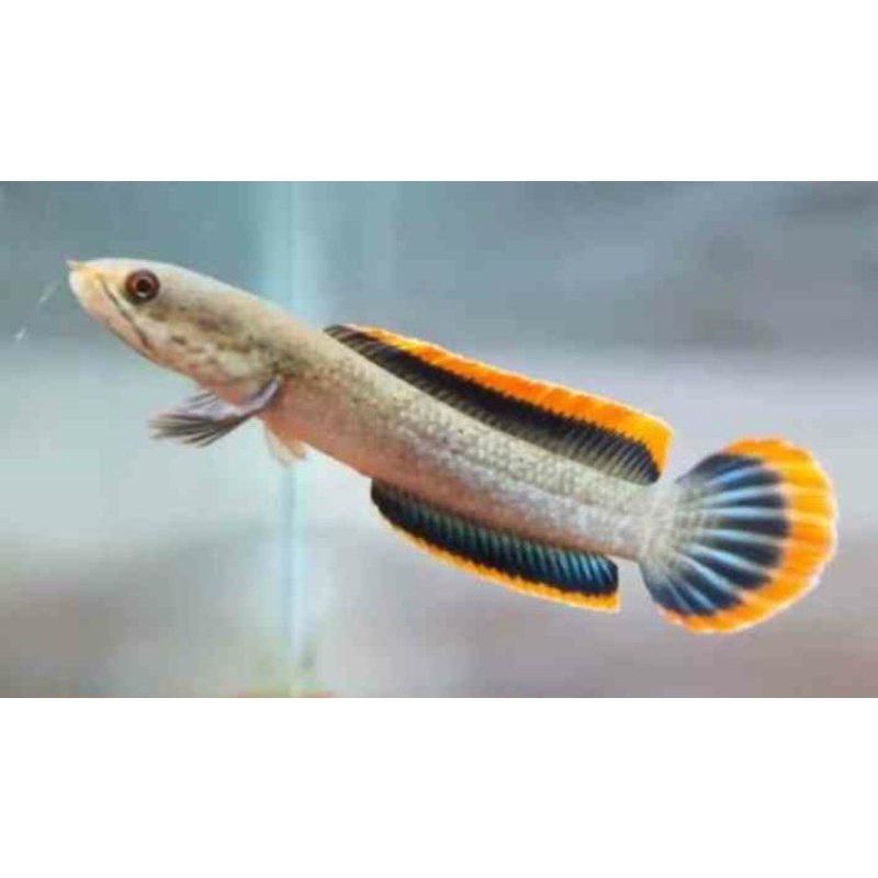 limbata cb rim tebal