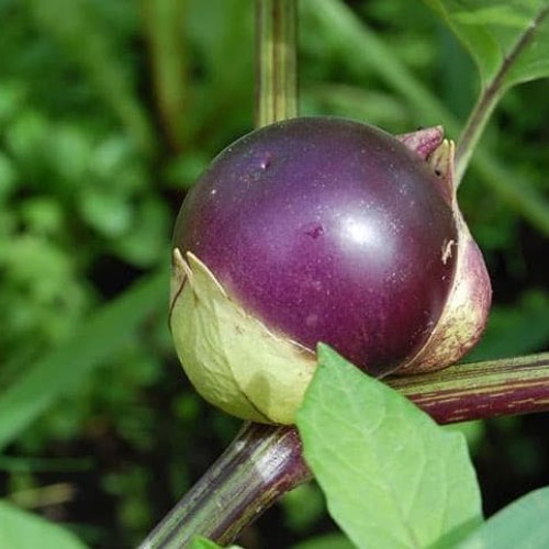 Benih Seribuan - 3 Bibit Buah Ciplukan Ungu Jumbo Unggul