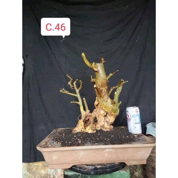 dongkelan bonsai serut gruping.13k