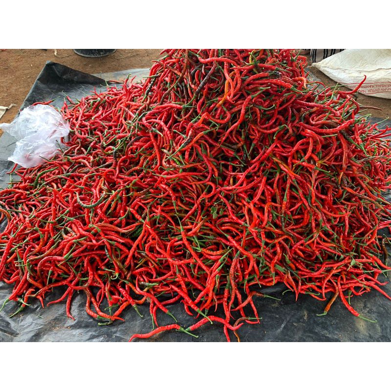

cabe merah besar keriting petani lampung